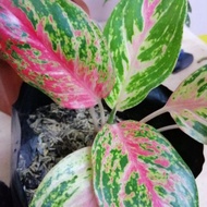 Factory direct sales Aglaonema Pink Valentine Scarlet Rose for indoor houseplant and outdoor actual photo posted