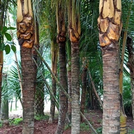 pusat grosir bibit tanaman pohon kelapa gading