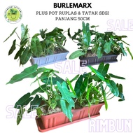 Tanaman Hias Brekele / Philodendron Burle Marx + Pot Panjang &amp; Tatak