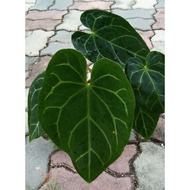 Keladi telinga GAJAH