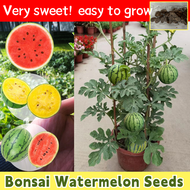 [100% Original Seed] Bonsai Watermelon Seeds Fruit Seeds for Planting Fruit Plants (15 Seed) Dwarf F