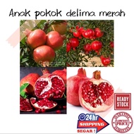 (GG real plant) anak Pokok delima merah ^ cpt berbuah hybrid top quality sihat Kebun bunga sedap fruits