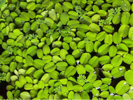 |Ready Stock |Aquarium Water Plant | Duckweed Lemnoideae | Floating Plant FOR | Betta | Guppy | Only RM1/PACK