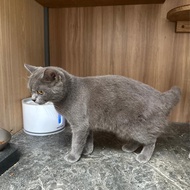 Kucing British Short Hair solid betina NON PED, umur 10 bulan, vaksin lengkap.