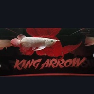 ikan arwana super red 25cm