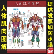 Fitness Muscle Illustration Wall Chart Stickers Human Muscle Structure Anatomy Human Organ Anatomy I