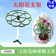 Lollipop Plant Support 9 Oclock Flower/Ros Jepun/Rak Bunga Kembang Jam 19/ 太阳花棒棒糖 九点花支架