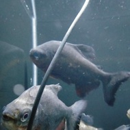 HIASAN AQUARIUM PACU HITAM BAWAL HITAM SEDANG COLOSSOMA MACROPOMUM