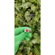 cincin marjan merah bercorak asli ori 100% dijamin