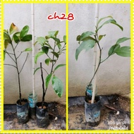 Anak Pokok Cempedak CH28