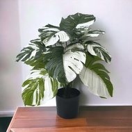 Plant Variegated Monstera Albino (artificial) home decor Aplant617