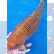 Ikan Koi Blitar Chagoi Penjinak Jumbo 50cm Asli Gambar