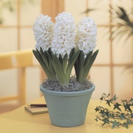 1 หัว ดอกไฮยาซินธ์ (Hyacinth) สายพันธุ์ HYACINTH CARNEGIE