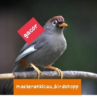 burung Poksay Mandarin jantan dewasa gacor