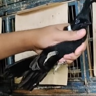 burung cililin hitam bahan rawatan pilihan
