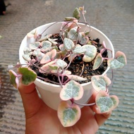 String of Heart Variegata