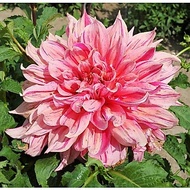 DINNERPLATE DAHLIA TUBER ID STRIPPED EMORY PAUL