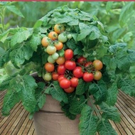 Dwarf cherry tomato seeds