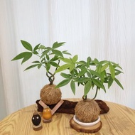 |發財樹、馬拉巴栗苔球| 贈送塑膠底座 / 植男人紳 手作苔球