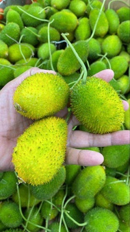 500g benih Peria bangla buah tua sesuai benih