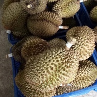 Ready Buah Durian Montong / Duren Monthong Utuh Per Kilogram (KG)