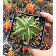 Astro Fukuryo green thornless cactus pot 5 segments, 5 sides, 5-6cm+ (A4F6)