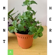 Mint Leaf Potted Plant/Pokok Pudina/薄荷/Herb Live Plant
