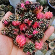 2 in 1 | Colourful Mix Gymnocalycium Cactus