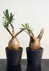 多盆 象牙宮  塊根植物  (n/大黑，惠比須笑，龜甲龍，布紋球，多肉，凝蹄玉)