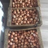 Telur Ayam Negeri 1 Peti (15Kg) Harga Promo