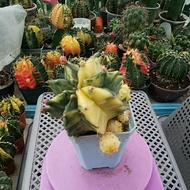 Pokok kaktus gymno calycium varigate