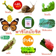 พาซิโลมัยซิส📌10แถม1!!🎯ถูกที่สุด10 บ.🎯ชีวภัณฑ์กำจัดหอยทาก🌱ออร์แกนิคส์🎈กำจัดไส้เดือนฝอย🌱กำจัดหอยเชอรี่