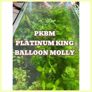 ∇ ˍ ♠ AQUARIUM PLANTS AND DECOR FOR PKBM(PLATINUM KING BALLOON MOLLY)