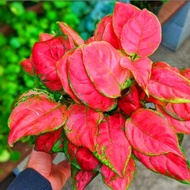 Aglonema Red Anjamani/ Aglaonema Red Anjamani Rema