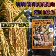 BENIH PADI GOGO SITU BAGENDIT KEMASAN 1KG