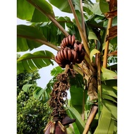 🍌Sulur Pisang Raja Udang/ Red Banana Tree