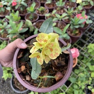 POKOK POSIAN MAHKOTA BERDURI READY STOCK MURAH