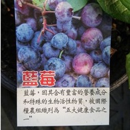 [售]藍莓扦插苗/請先來電詢價