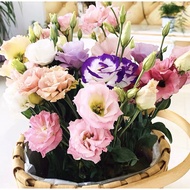 #Eustoma flower seeds 50pcs#Biji bunga benih Eustoma 50pcs#洋桔梗种子50pcs