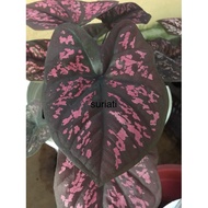 Keladi Caladium Darth Maul DM Original Hybrid Asli Sri Theparak