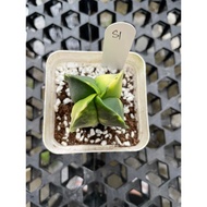 Augustfame - Astrophytum Myriostigma Variegated S1 鸾凤玉锦 Cactus succulent