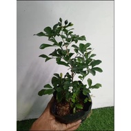 KAMUNING ORANGE JASMINE PLANT