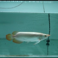 ikan arwana super red 28 cm