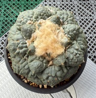 5.怒濤連山岩牡丹塊根植物多肉仙人掌