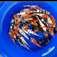 bibit ikan koi blitar cantik size 5-9 cm