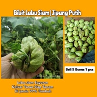 BIBIT LABU SIAM | JIPANG PUTIH KELUAR TUNAS SIAP TANAM