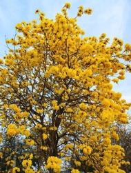 ต้นเหลืองเชียงราย ไม้ยืนต้นผลัดใบ ดอกสวยสีเหลือง ออกดอกปีละครั้ง ไม้ที่ชอบแดด ทนแล้งได้ดี ติดดอกง่าย