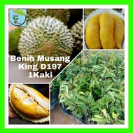 🔥HOT ITEM🔥BENIH MUSANG KING D197