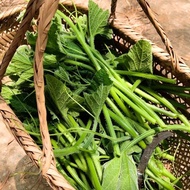 Benih anak benih labu Lvjian pakar dalam memakan batang labu, daun, anggur lembut, tembikai dan biji buah pada musim bun