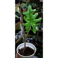 Alocasia Jacklyn New